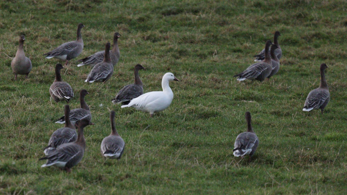 Цасны галуу - ML646238224