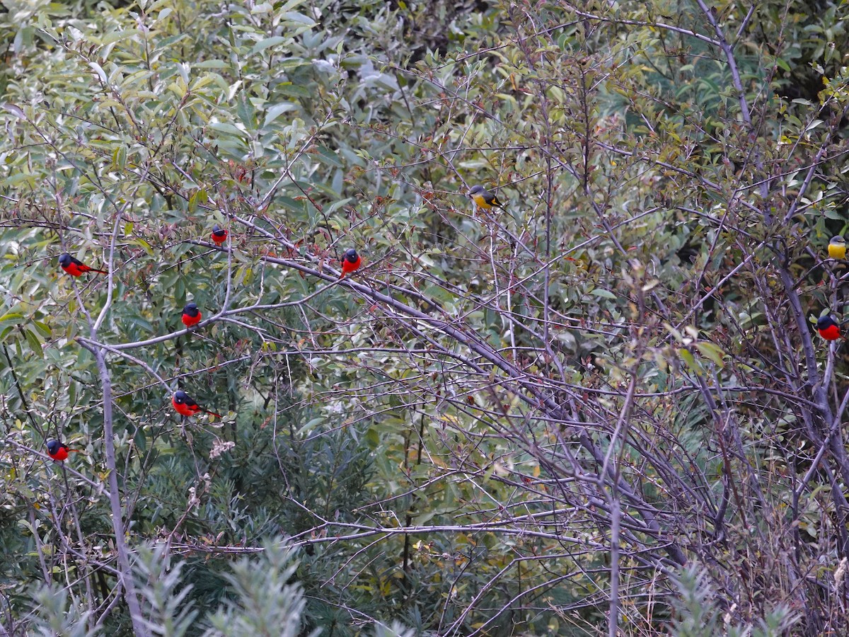 Long-tailed Minivet - ML646238230