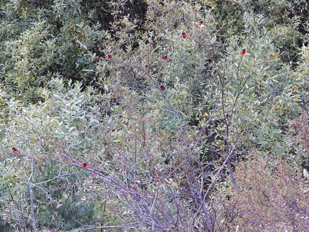 Long-tailed Minivet - ML646238232