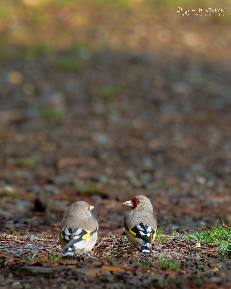 Jilguero Oriental - ML646238240