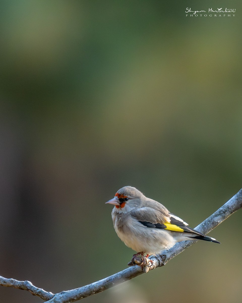 Jilguero Oriental - ML646238242