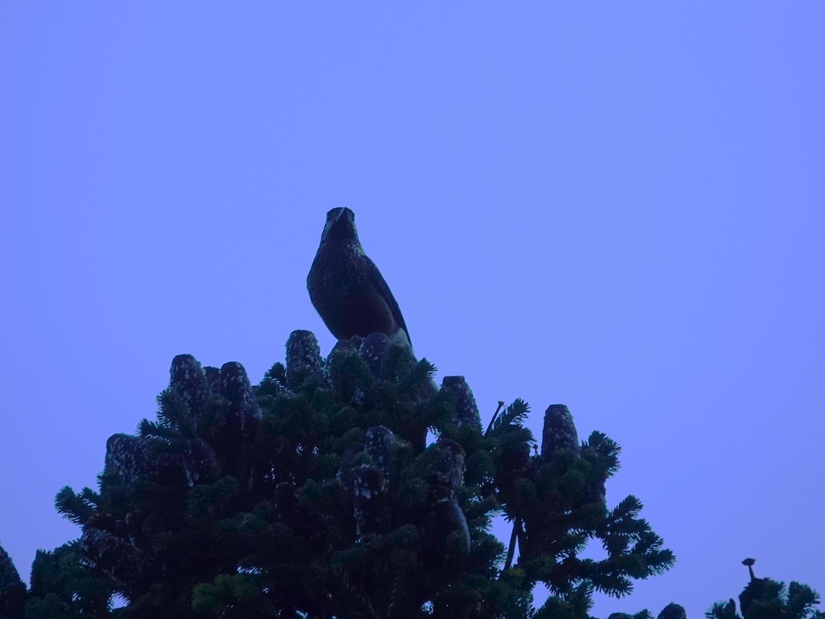 Southern Nutcracker - ML646238244