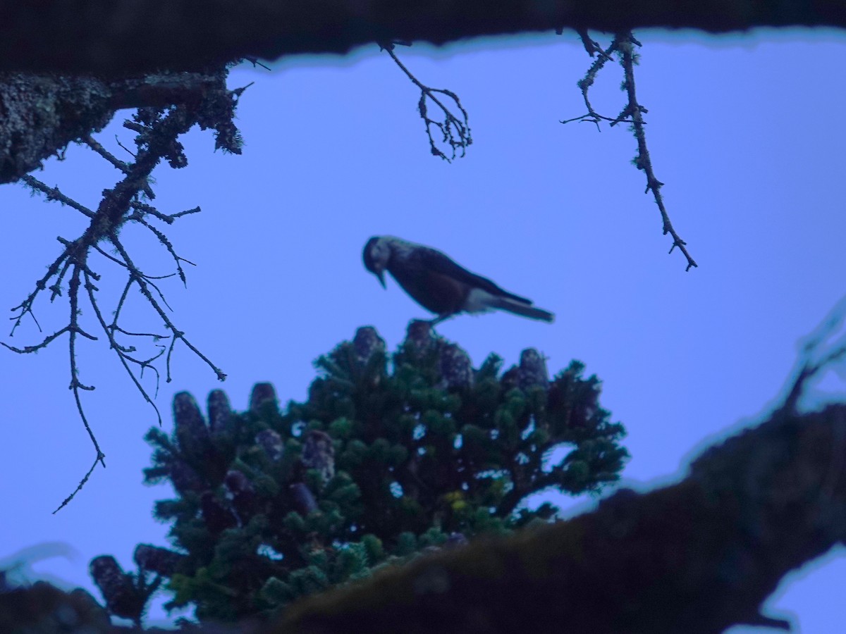 Southern Nutcracker - ML646238245