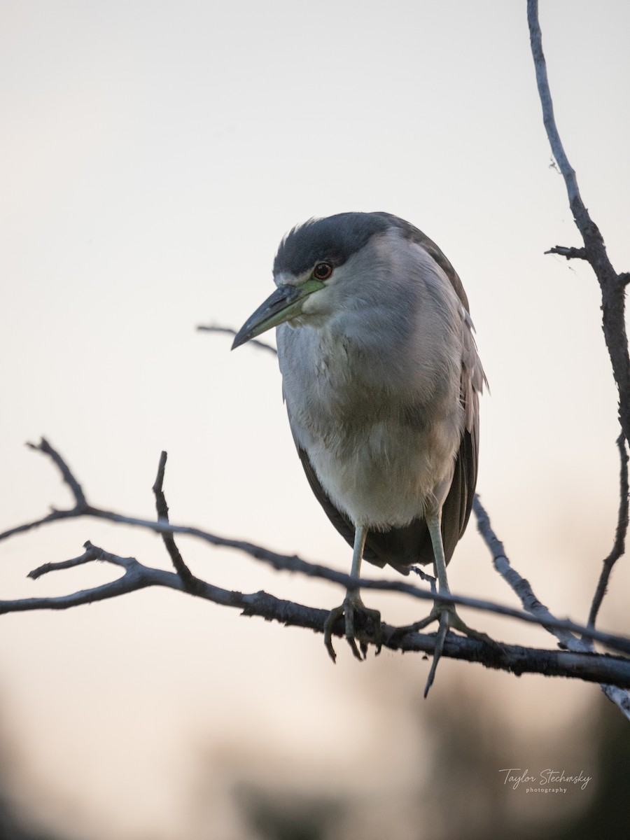 Black-crowned Night Heron - ML646238251