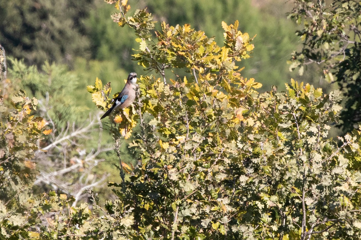 Eurasian Jay - ML646238254