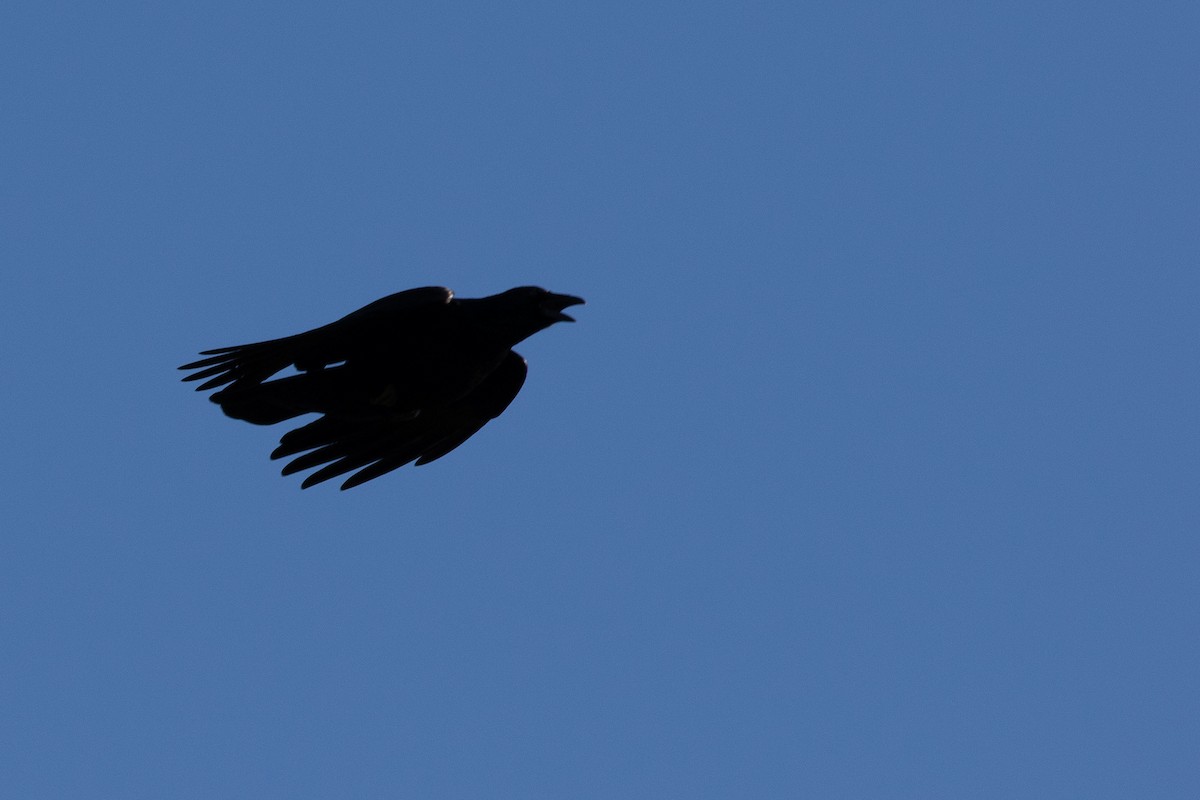 Carrion Crow - ML646238261