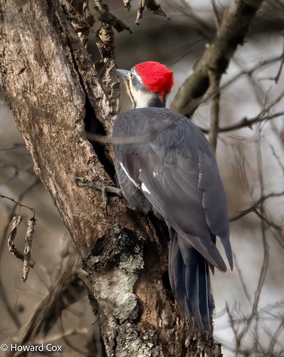 Pileated Woodpecker - ML646238267