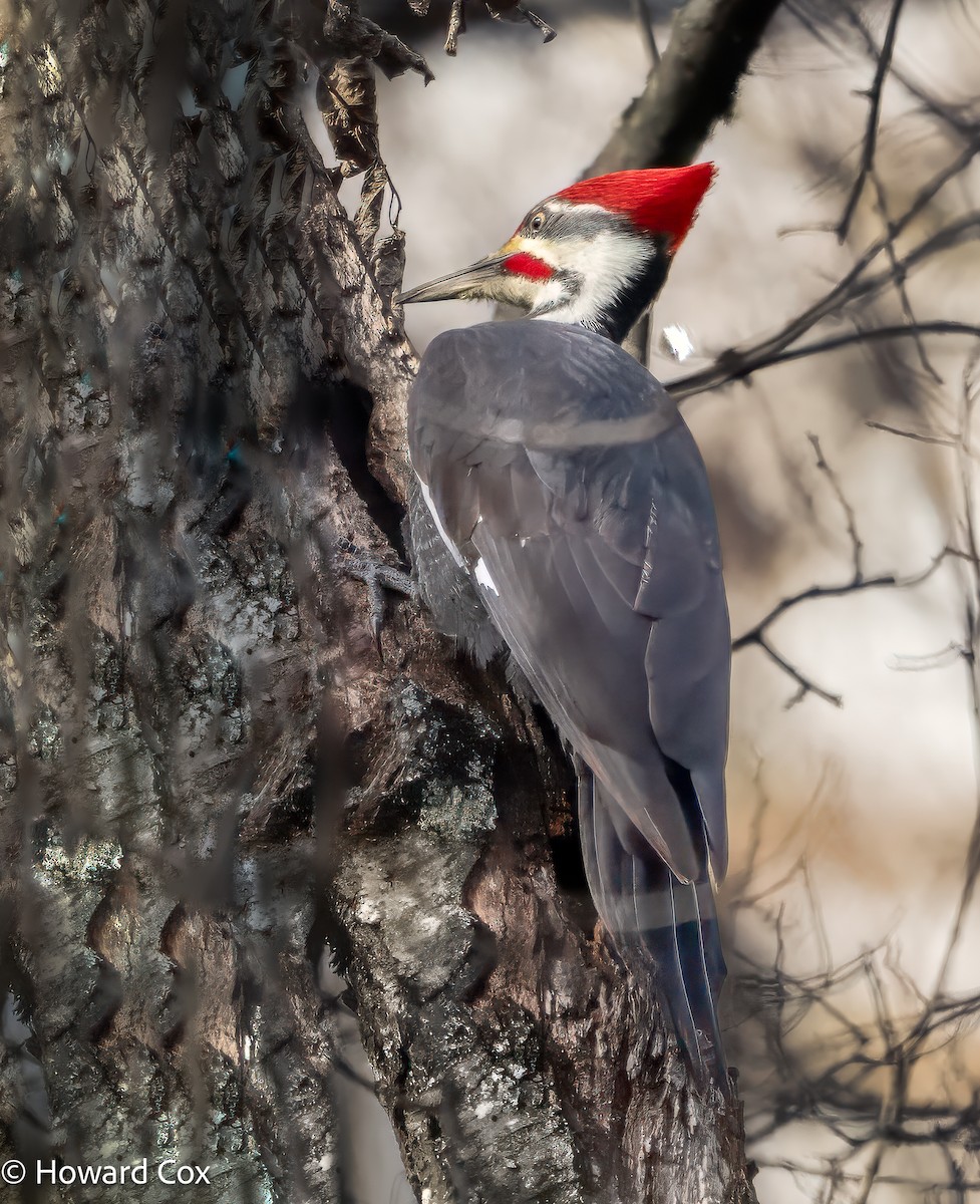 Pileated Woodpecker - ML646238268