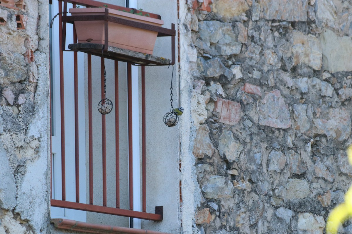 Eurasian Blue Tit - ML646238269