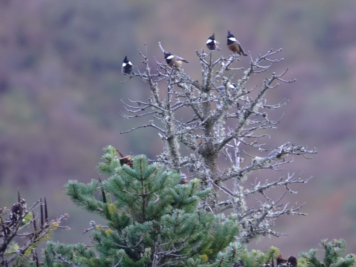 Rufous-vented Tit - ML646238271