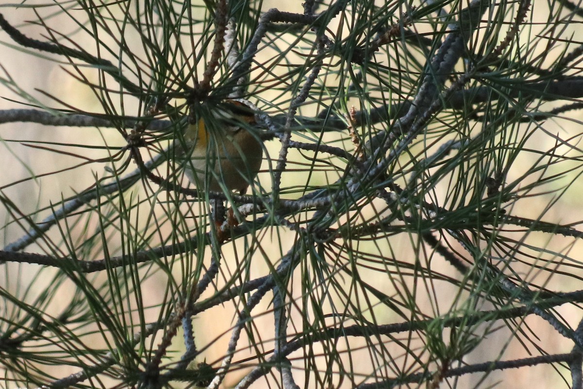 Common Firecrest - ML646238275