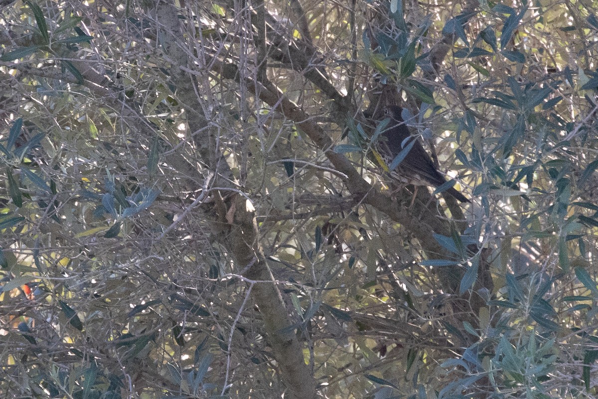 Song Thrush - ML646238277