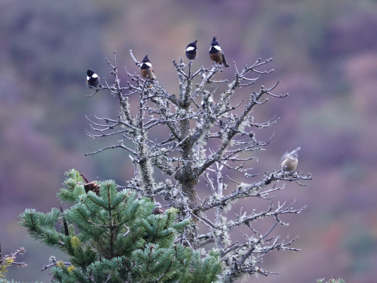 Gray-crested Tit - ML646238279