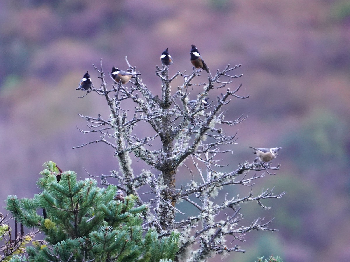 Gray-crested Tit - ML646238280