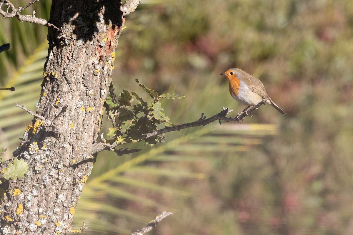 červenka obecná - ML646238281