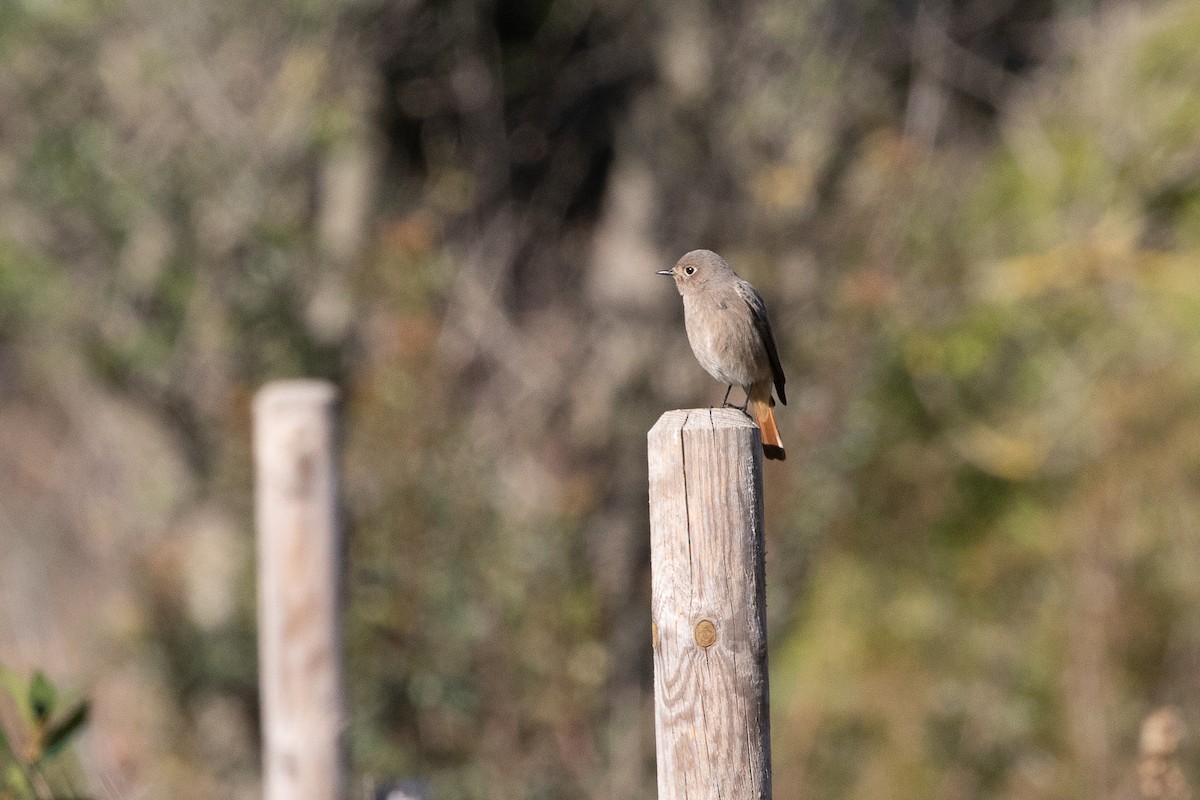 Black Redstart - ML646238283