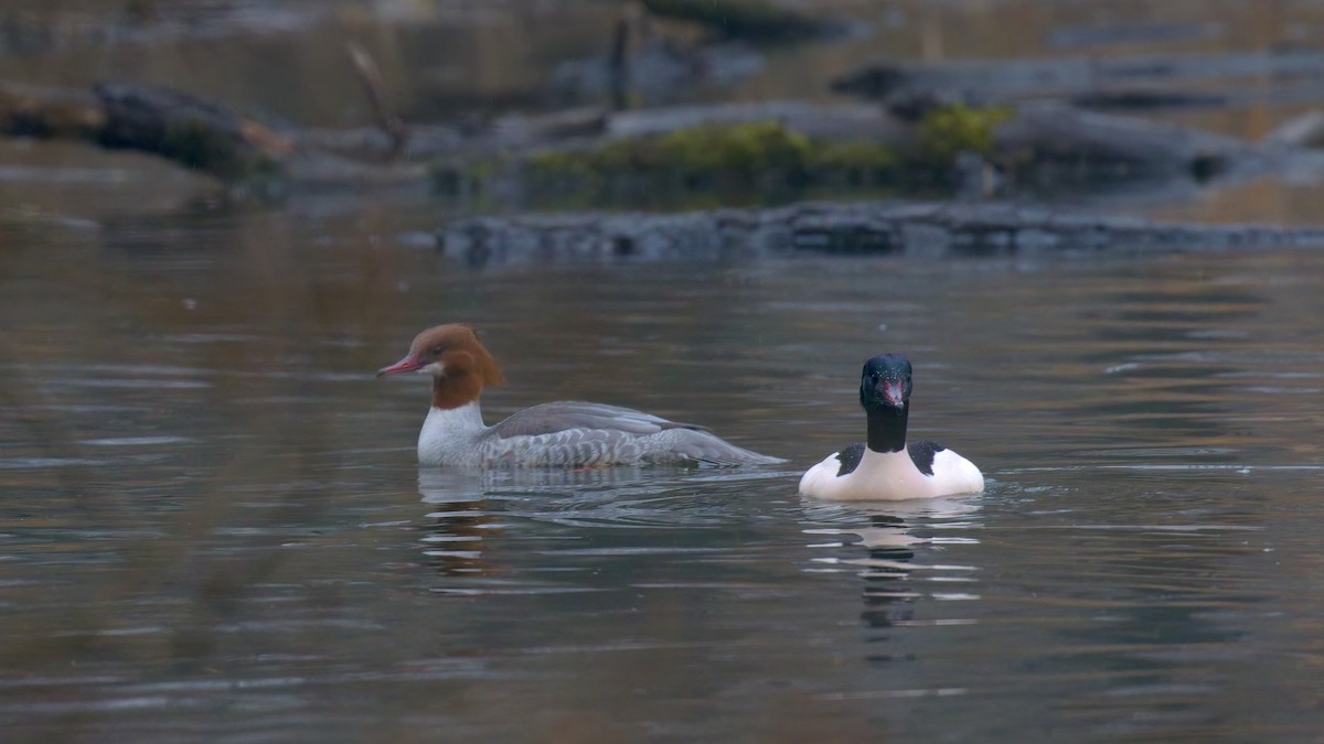 Common Merganser - ML646238284