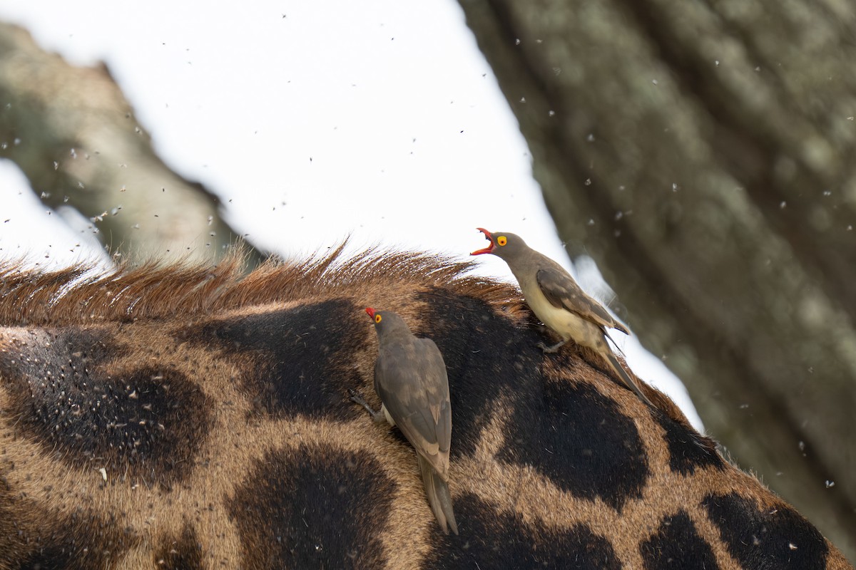 Red-billed Oxpecker - ML646238285