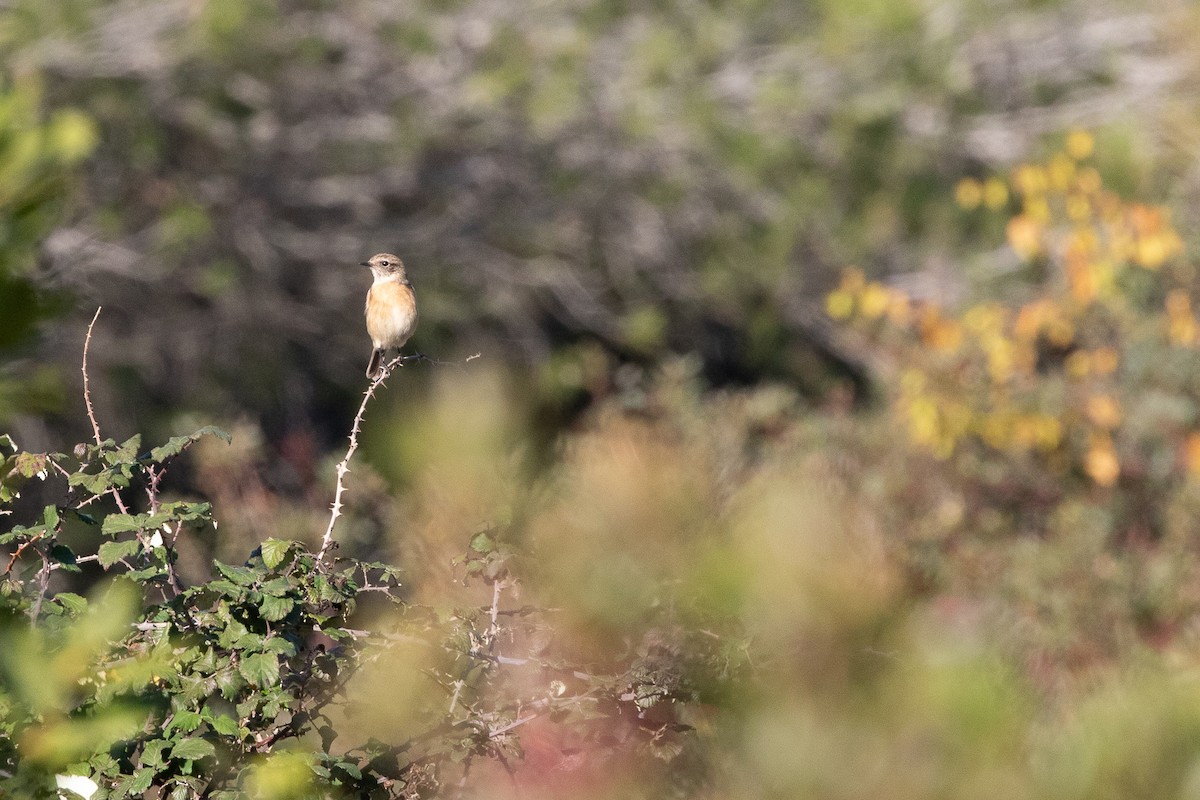 European Stonechat - ML646238286