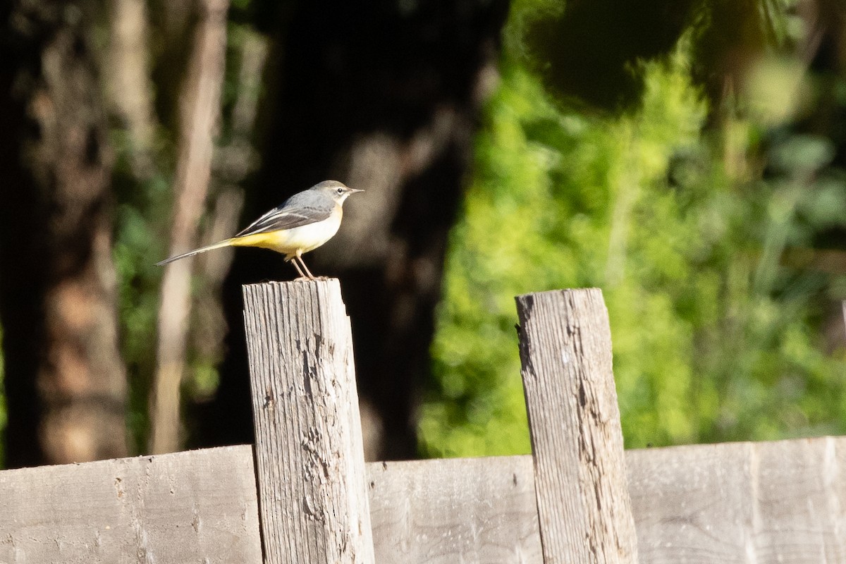 Gray Wagtail - ML646238287
