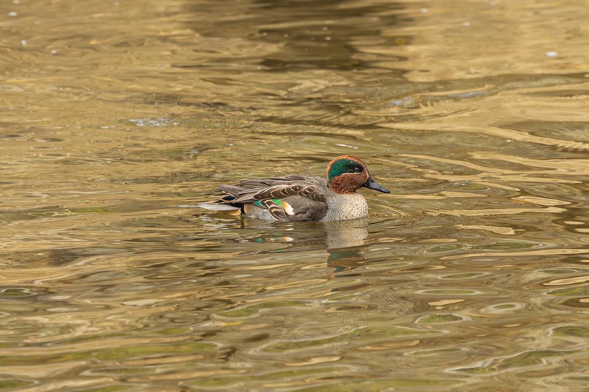 čírka obecná (ssp. crecca) - ML646238288