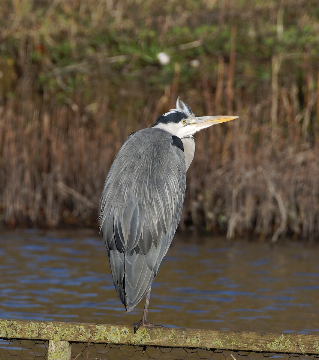 Gray Heron - ML646238289