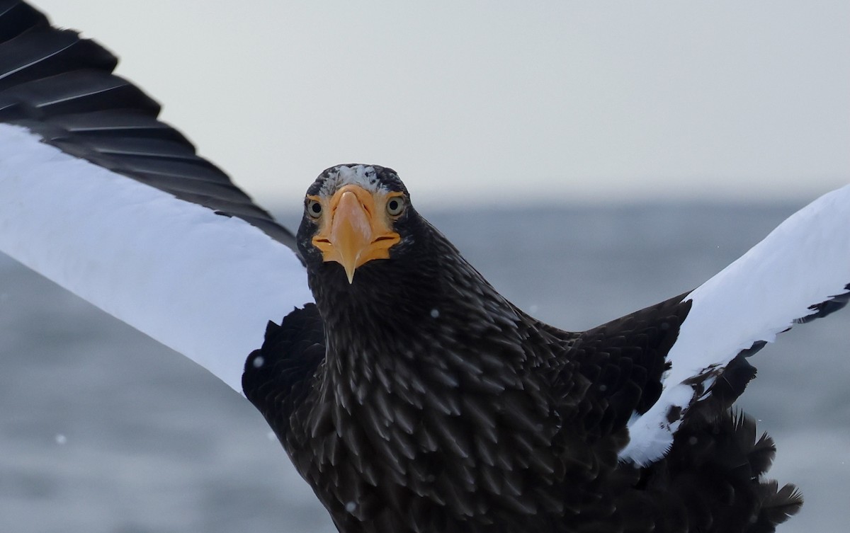 kjempehavørn - ML646238292