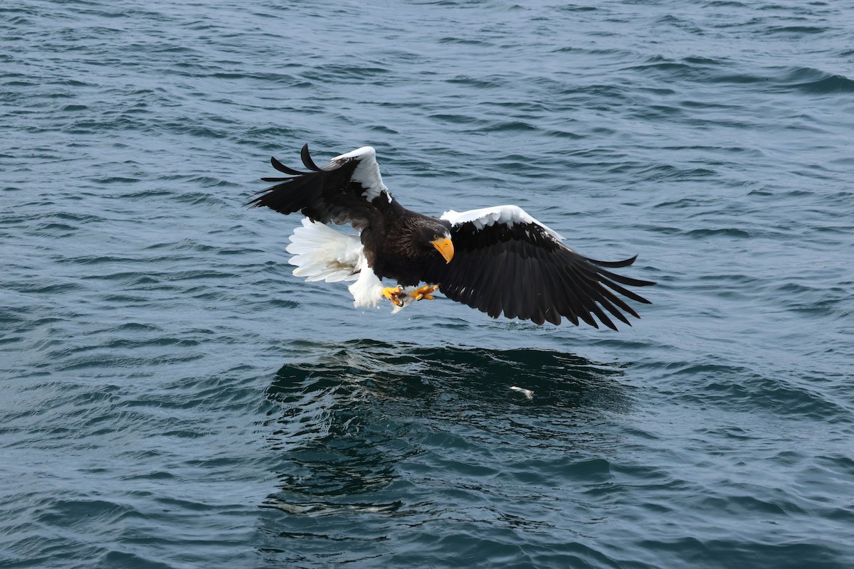 kjempehavørn - ML646238295