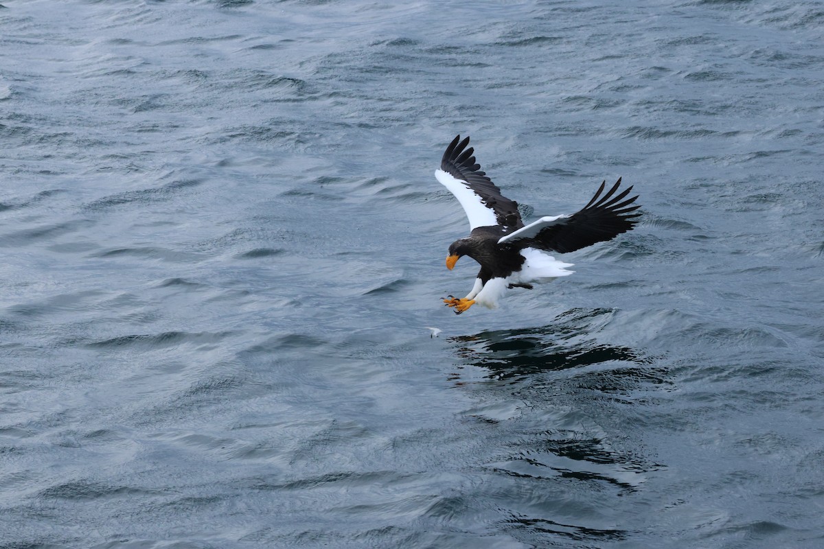 kjempehavørn - ML646238302