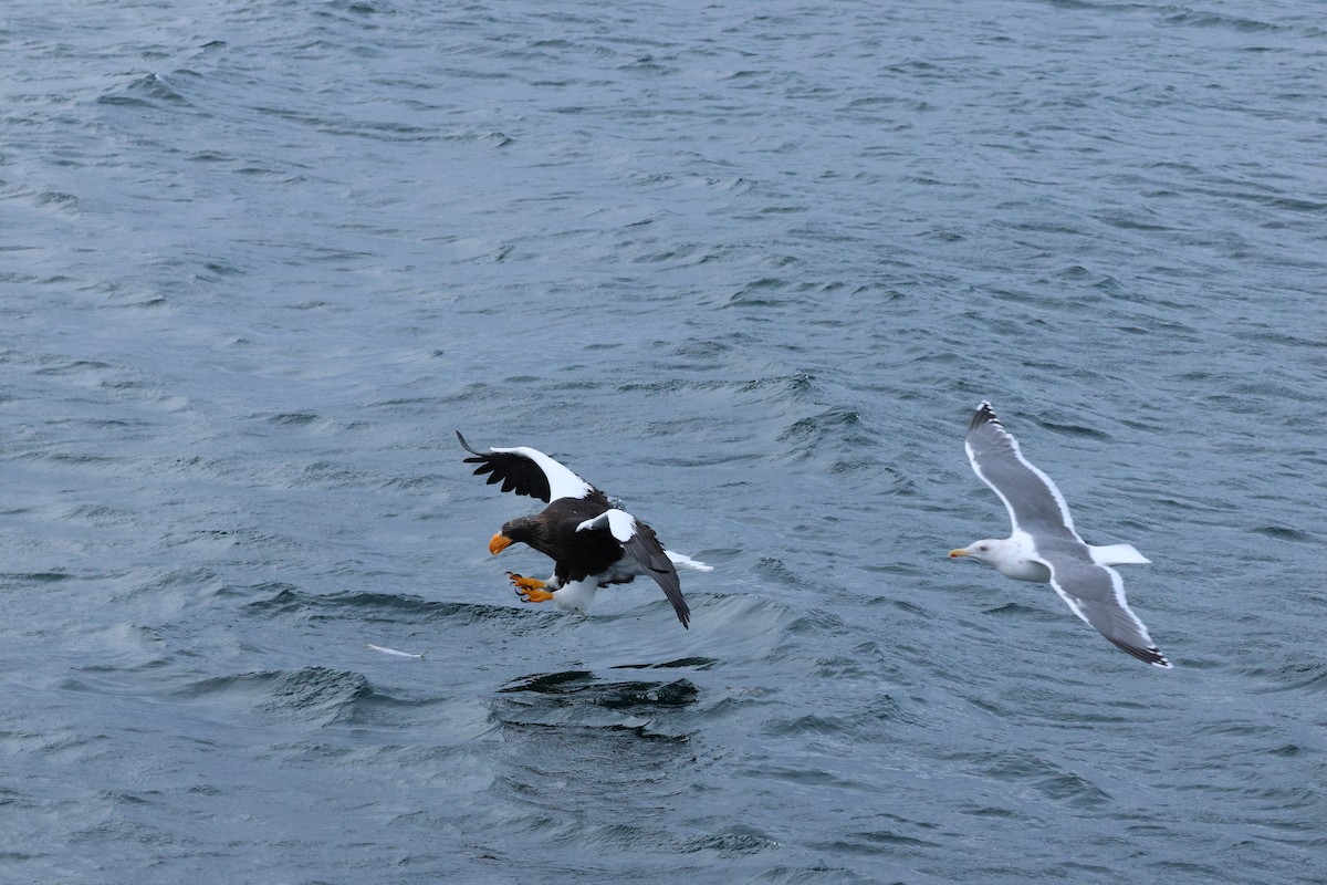 kjempehavørn - ML646238303