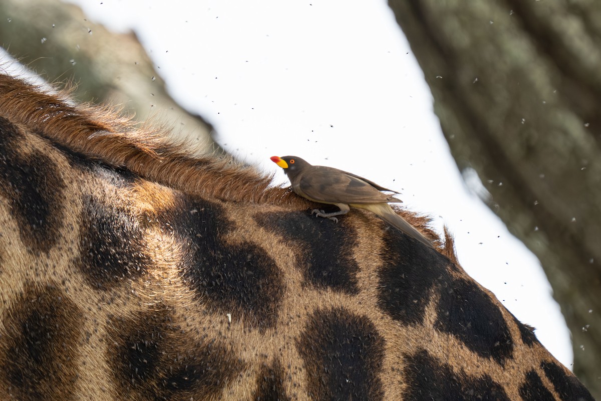 Yellow-billed Oxpecker - ML646238305