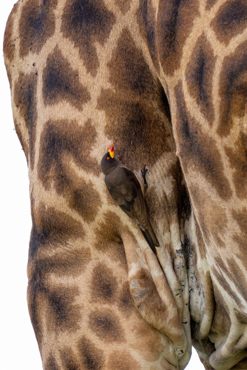 Yellow-billed Oxpecker - ML646238306