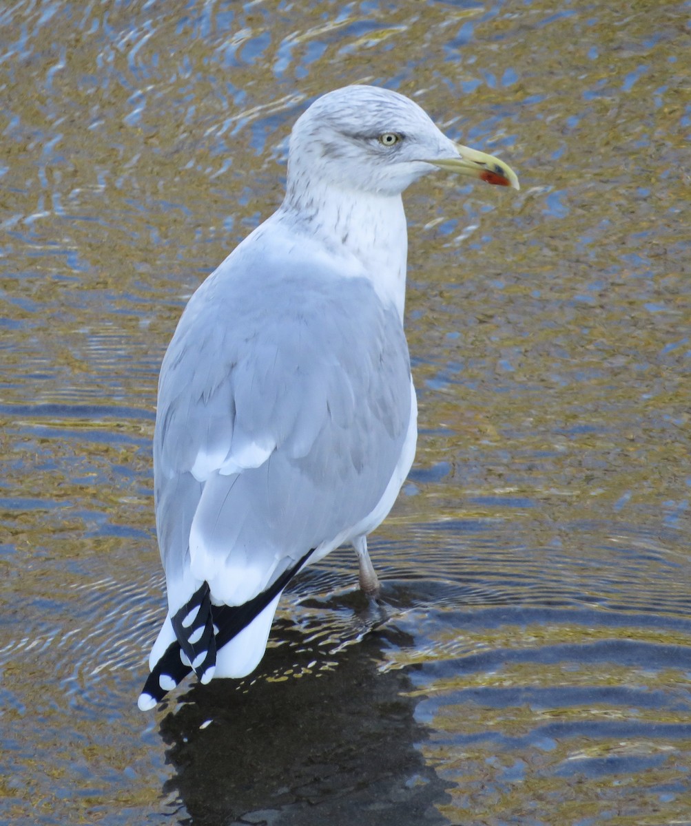 European Herring Gull - ML646238313