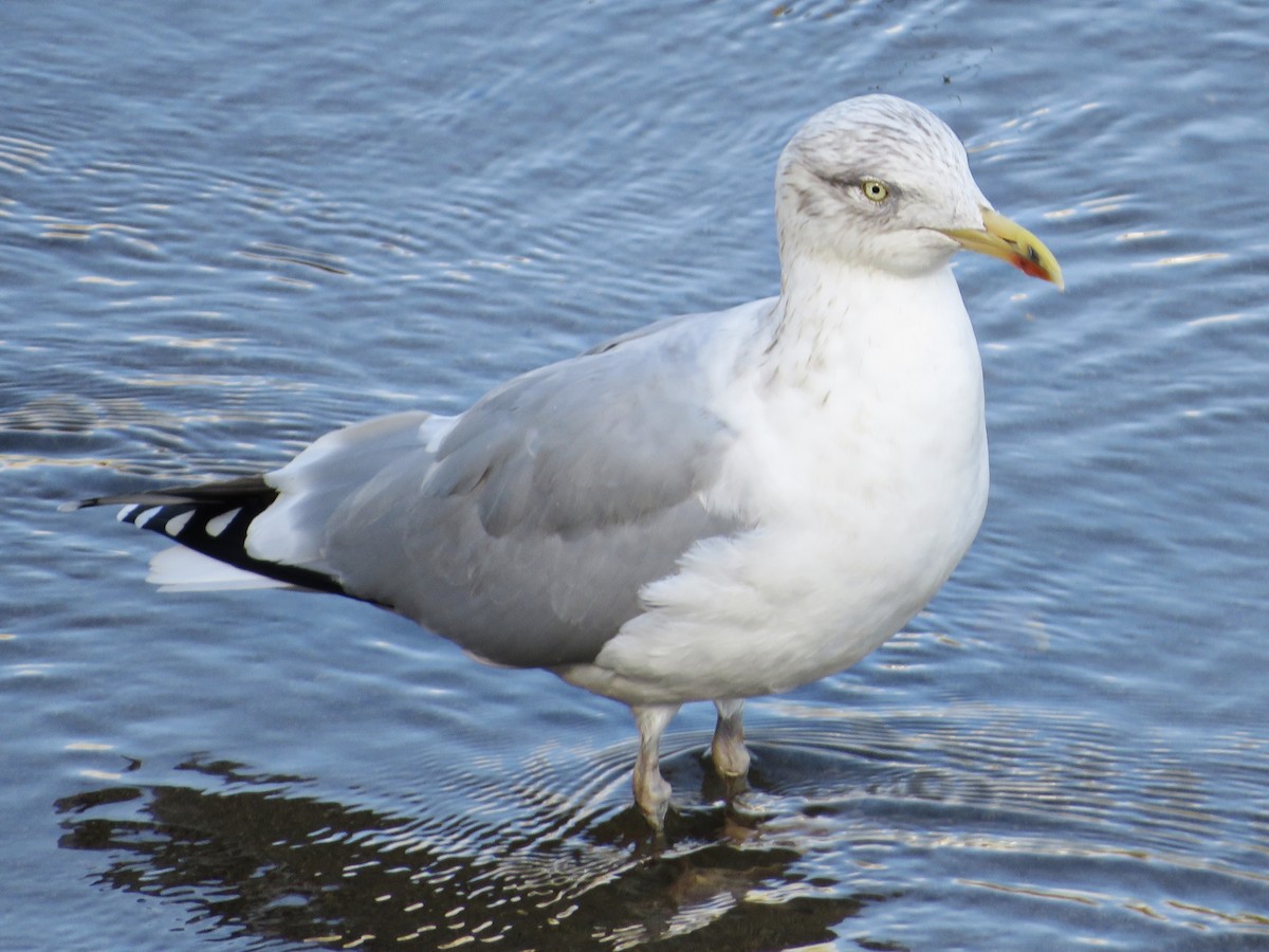 European Herring Gull - ML646238314