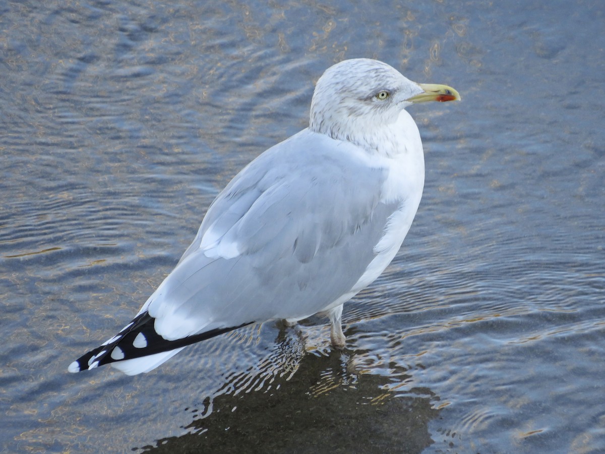European Herring Gull - ML646238315