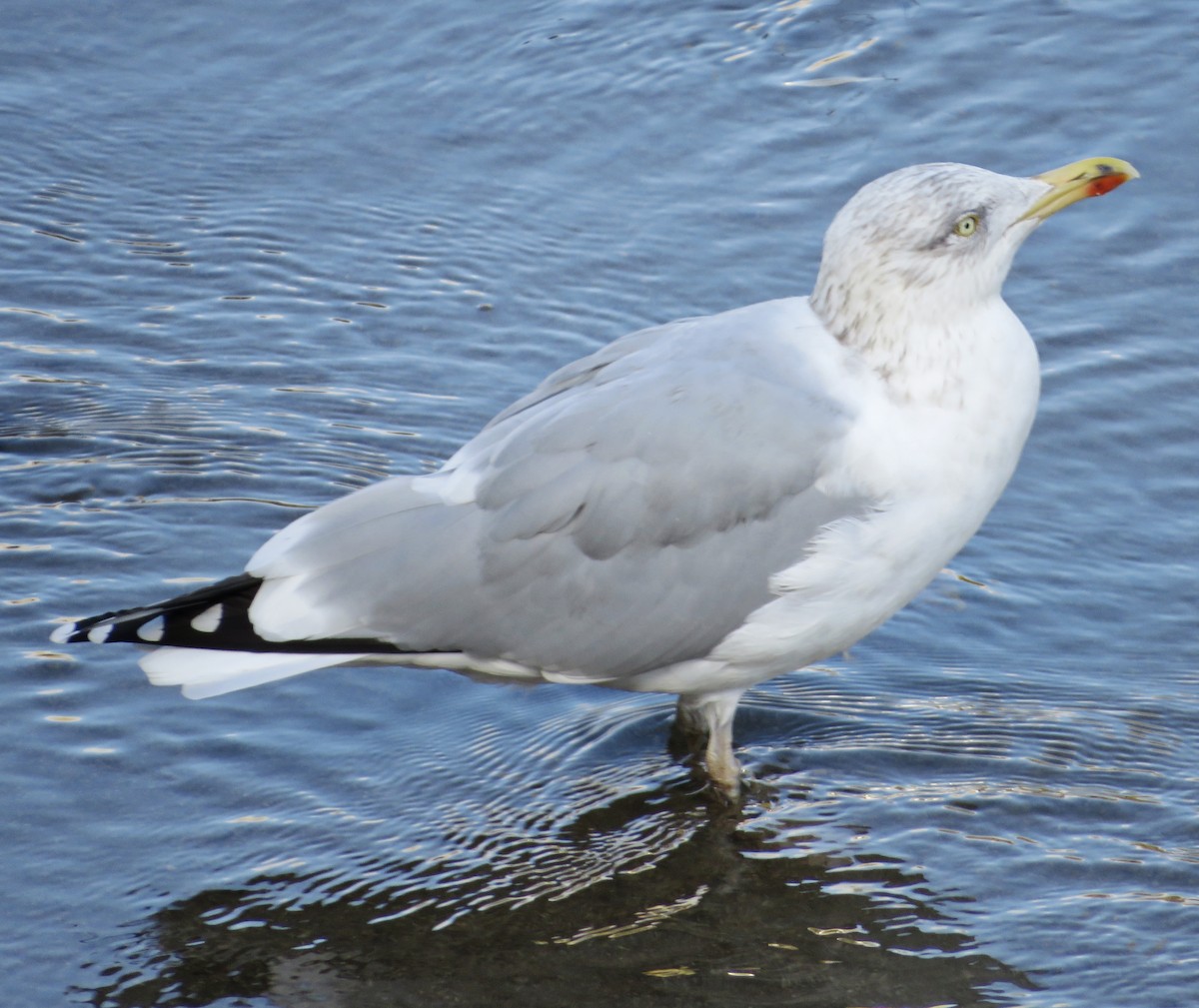 European Herring Gull - ML646238316