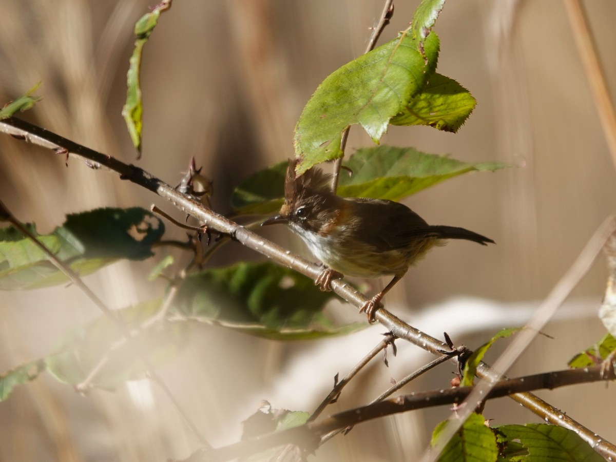 Whiskered Yuhina - ML646238321
