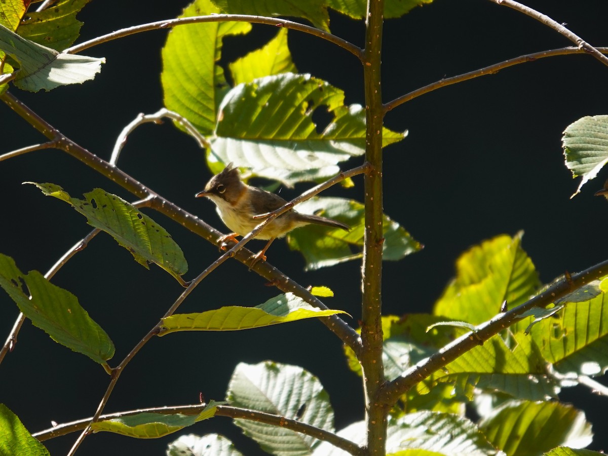 Whiskered Yuhina - ML646238323