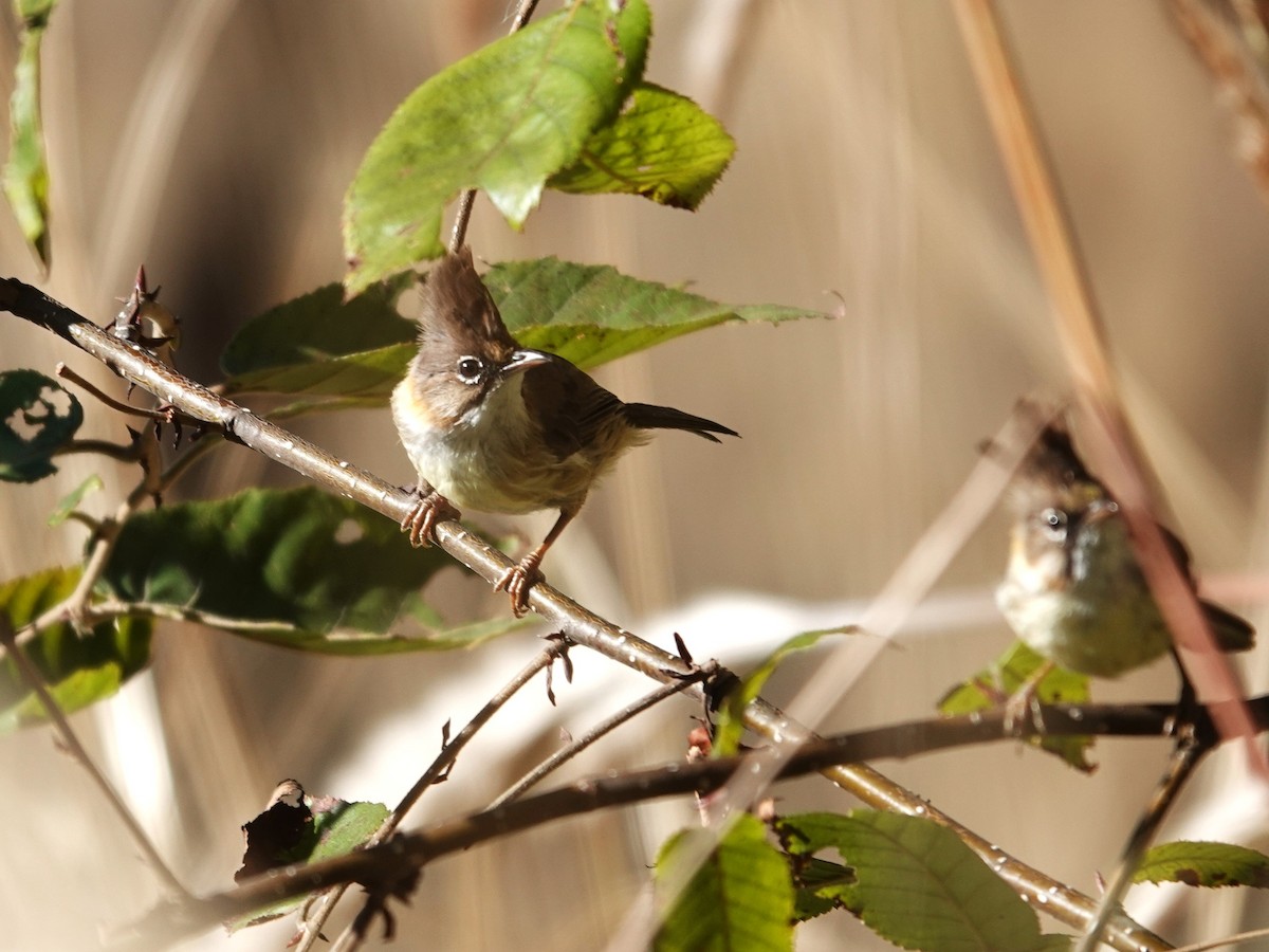 Whiskered Yuhina - ML646238324