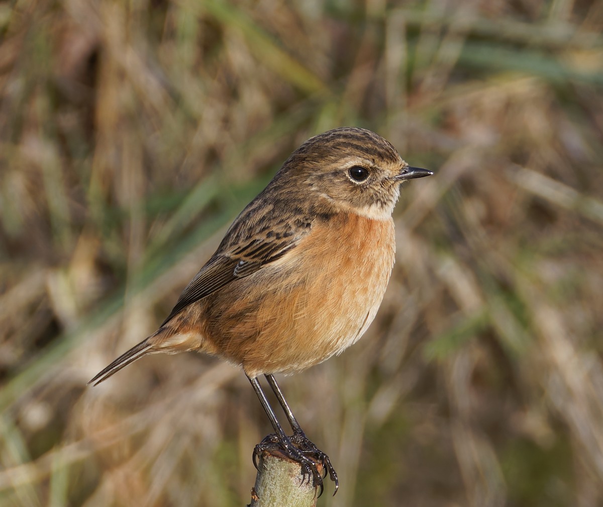 European Stonechat - ML646238329