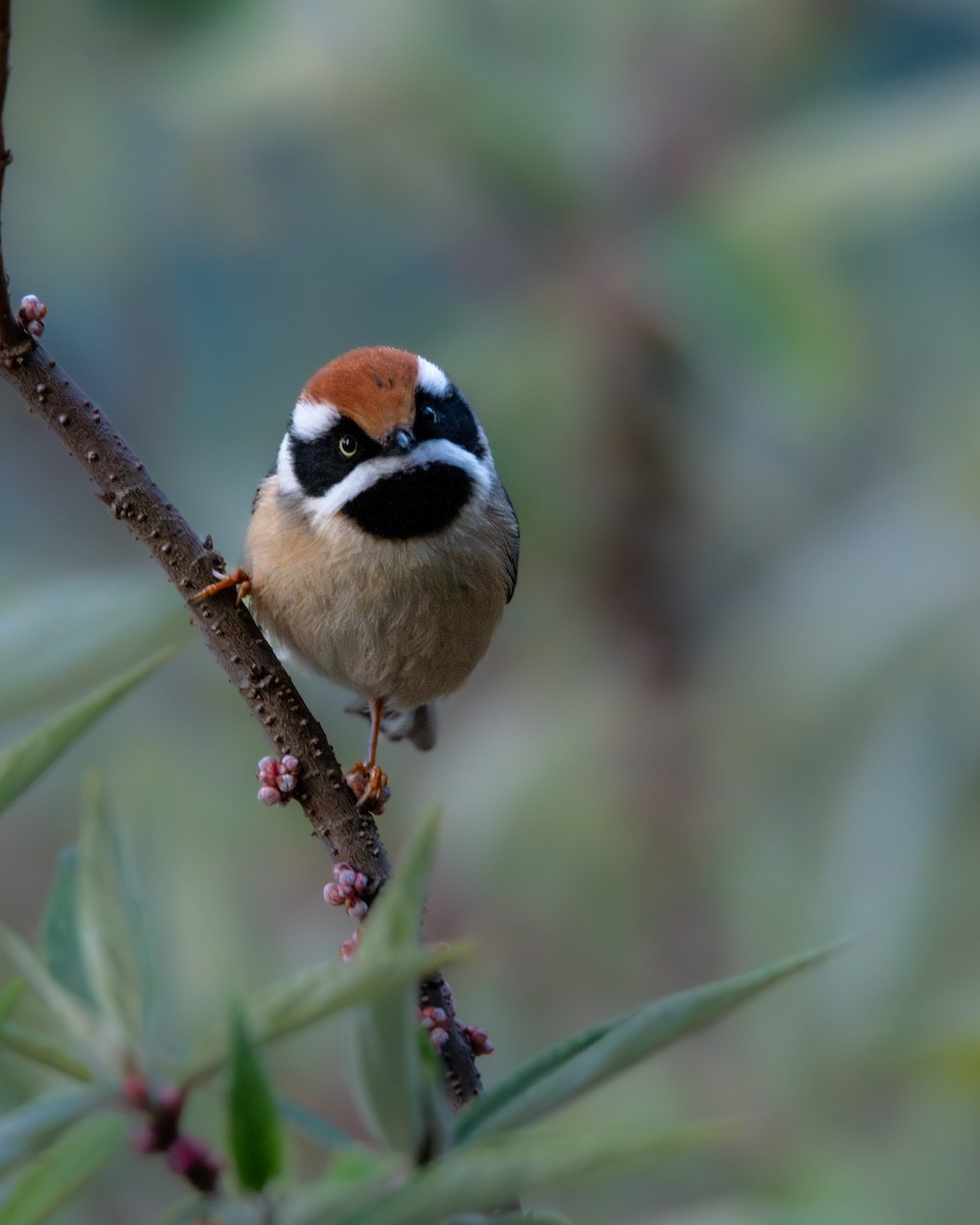 mlynařík kaštanovotemenný - ML646238333