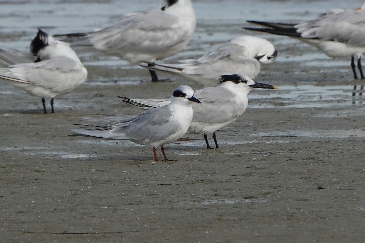 Forster's Tern - ML646238339