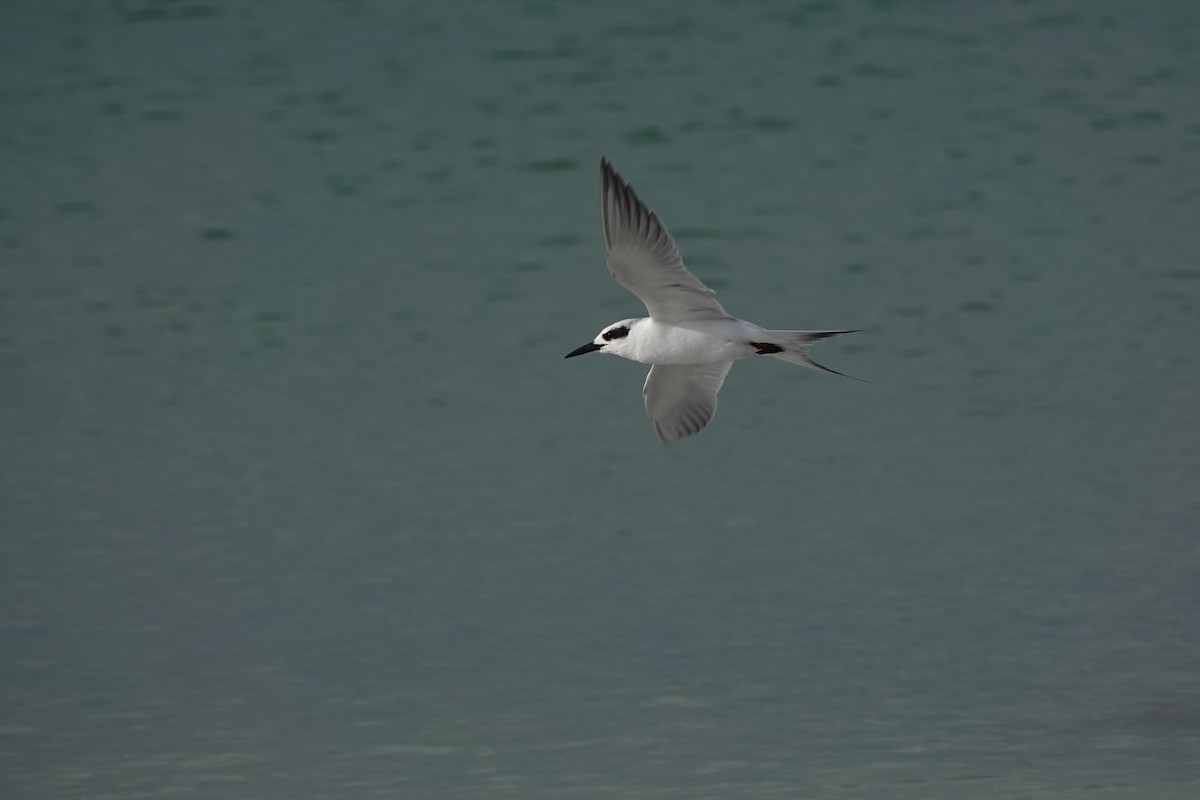 Forster's Tern - ML646238340