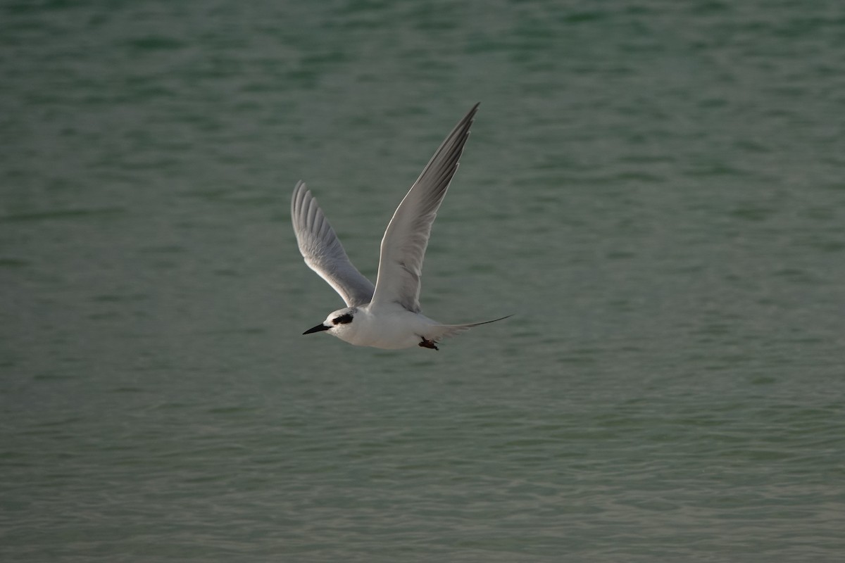 Forster's Tern - ML646238341