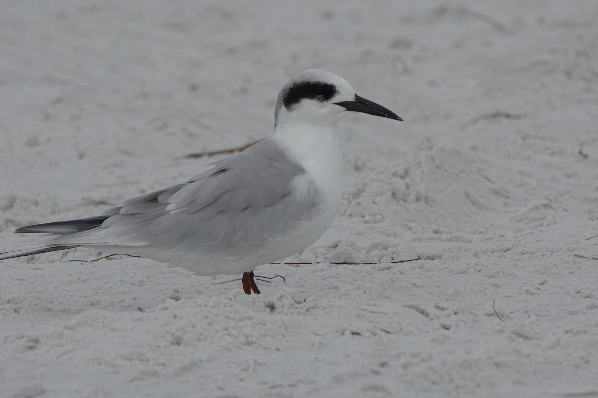 Forster's Tern - ML646238342