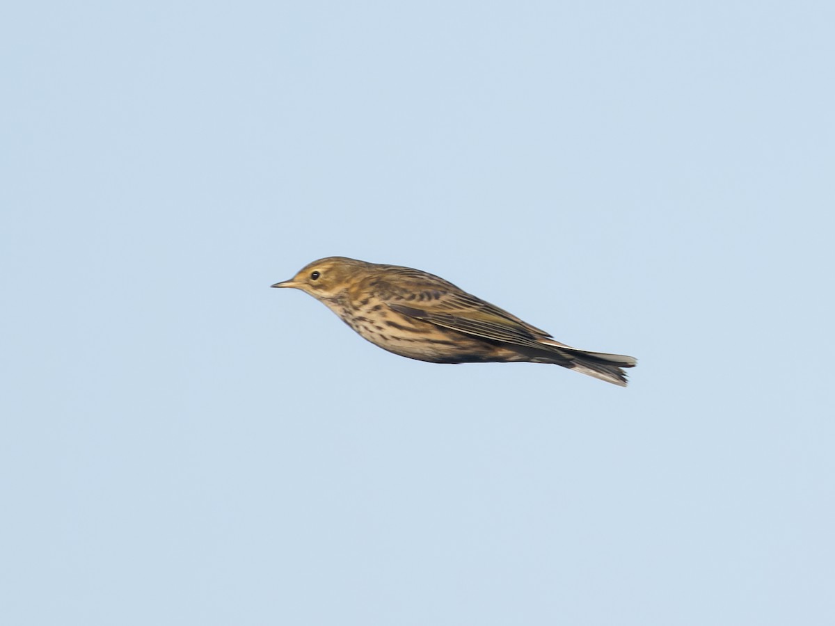 Meadow Pipit - ML646238343