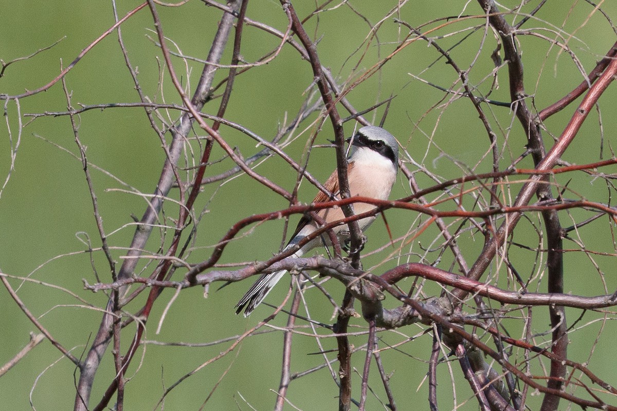 חנקן אדום-גב - ML646238352