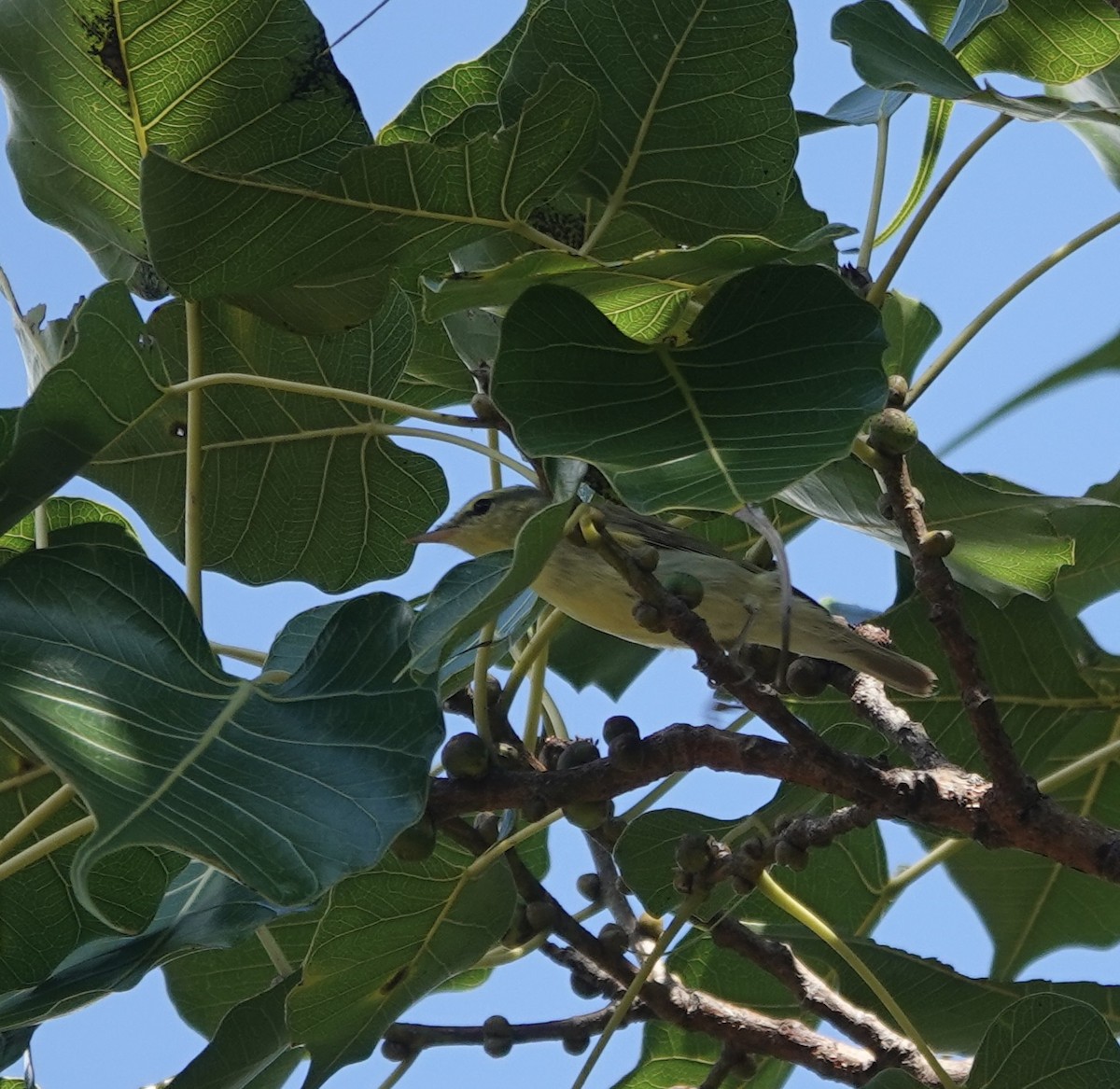 Green Warbler - ML646238354