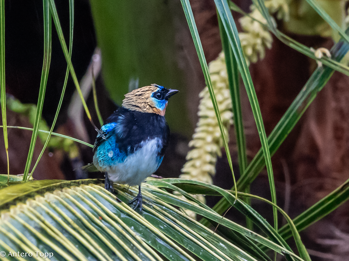 Золотистоголовая танагра - ML646238356