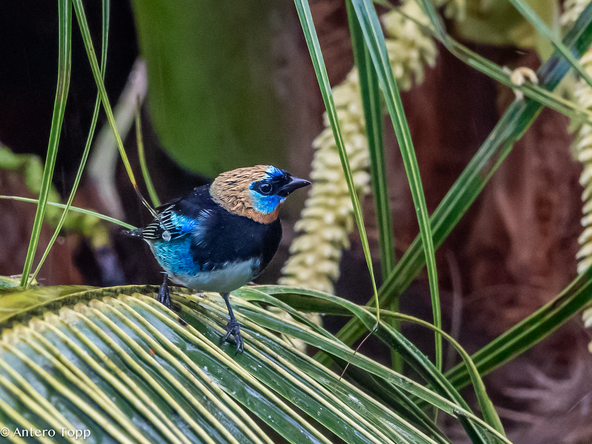 Золотистоголовая танагра - ML646238357